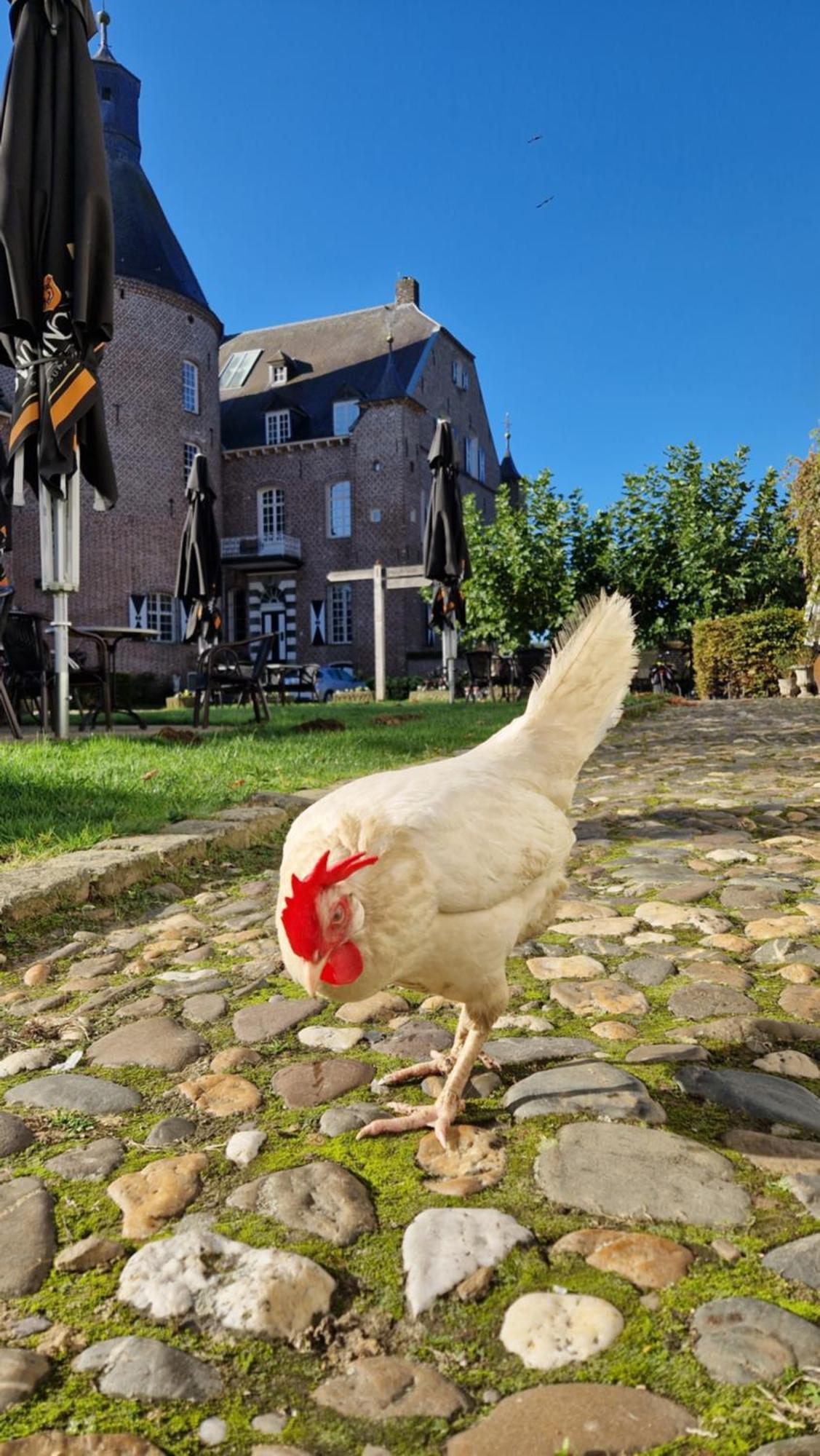 Kasteel Aldenghoor Bed & Breakfast Haelen Eksteriør bilde